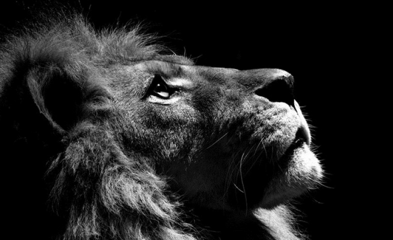 Lion Slide 2